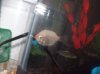 Kissing Gourami.jpg