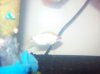 Kissing Gourami 2.jpg