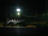 my fish #2 55 gallon tank 021.jpg