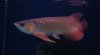 Red Grade Arowana 2.jpg