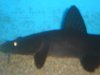 DSC00925.JPG