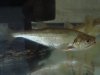 DSC02444.JPG