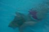 holiday and animals 204.jpg