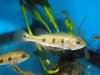 Cichla b.JPG Cichla b.JPG