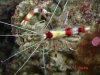 coral shrimp.jpg