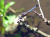 Dragonfly4.jpg Dragonfly4.jpg
