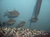 Angelfish and silverdollar pics 2 004.jpg Angelfish and silverdollar pics 2 004.jpg