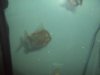 Angelfish and silverdollar pics 2 003.jpg Angelfish and silverdollar pics 2 003.jpg