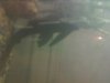 pleco behind plant.jpeg