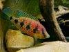 Hemichromis_elongatus.jpg