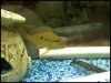 geophagus D.jpg
