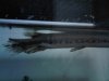 IMG00938-20100624-1322.jpg