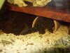 Fish 360.jpg Fish 360.jpg
