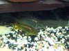 Fish 396.jpg Fish 396.jpg