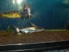 shark1.JPG shark1.JPG