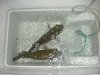 DSCN0595.JPG