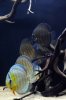 discus 3 sm.jpg