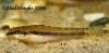 loach111.jpeg
