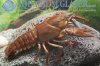 European River Crayfish.jpg