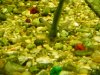 joel's fish pics 140.jpg