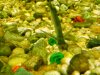 joel's fish pics 141.jpg