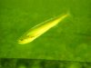 joel's fish pics 142.jpg