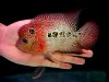 fwflowerhorn1276685023.jpg fwflowerhorn1276685023.jpg