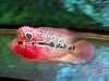 fwflowerhorn1278050888.jpg fwflowerhorn1278050888.jpg