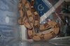 holiday and animals 062.jpg holiday and animals 062.jpg