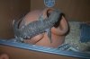 holiday and animals 402.jpg holiday and animals 402.jpg