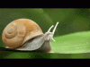 snail.gif
