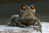 hypnotoad2.gif