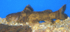 -p. bufonis-2.gif