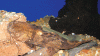 P.-Bufonis-top.gif