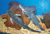 T.-fulvidraco-female's-adult.gif