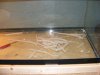 2010_0205Tankredo0010.JPG