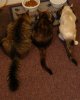 Feline-Study-Hall.jpg