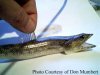 lizardfish.jpg
