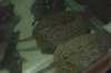 stingrays 053.jpg