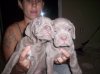 puppie pics 009.jpg