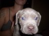 puppie pics 005.jpg