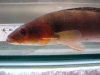 crenicichlaatabapo4.jpg