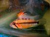Apistogramma 'sunset'.jpg