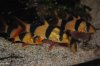 DSC_0709.jpg