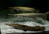 Big Gars 1wm.jpg
