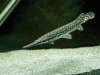 florida gar.JPG florida gar.JPG
