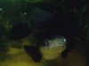 100_0272-ed01b.jpg