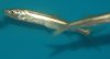 elopicthys.jpg elopicthys.jpg