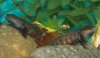 gobies.jpg