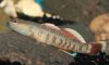 goby3.jpg